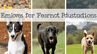 Embracing the Seasons: Seasonal Activities to Enjoy with Your Pet Year-Round