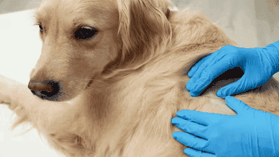 How to Identify and Treat Yeast Infections in Pets: Key Signs to Look For