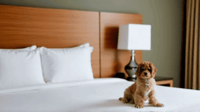 Pet-Friendly Accommodations: How to Find the Best Hotels for You and Your Furry Friend