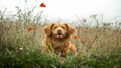 Seasonal Pet Photography: Ideas for Capturing the Spirit of Each Season