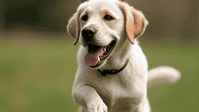 The Benefits of Positive Reinforcement Training: Techniques That Work