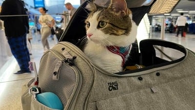 The Best Pet Travel Carriers for Stress-Free Adventures