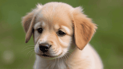 The Importance of Socialization for Puppies: Building Confident Canines