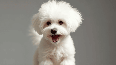 Understanding the Relaxed Bichon Frise: Grooming and Care for a Fluffy Companion
